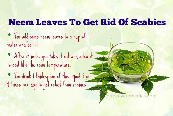 Natural Way To Get Rid Of Scabies 29