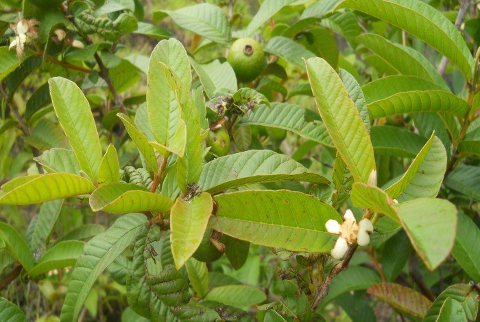 home remedies for toothache - guava leaves