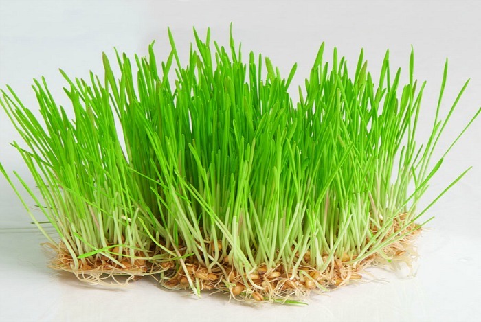 home remedies for toothache - wheat grass