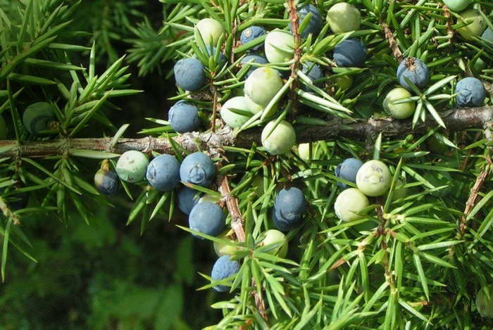 home remedies for eczema - juniper berry, sage, and thyme