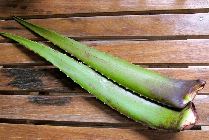 how to tighten belly skin - aloe vera leaf