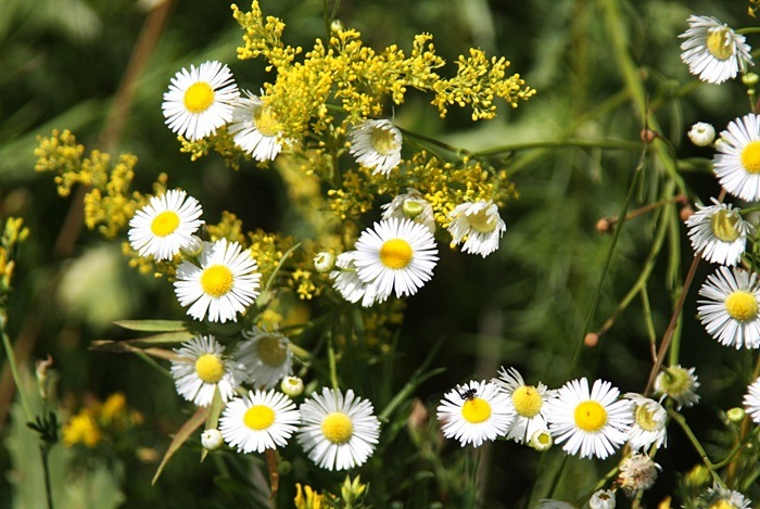 home remedies for diarrhea - chamomile