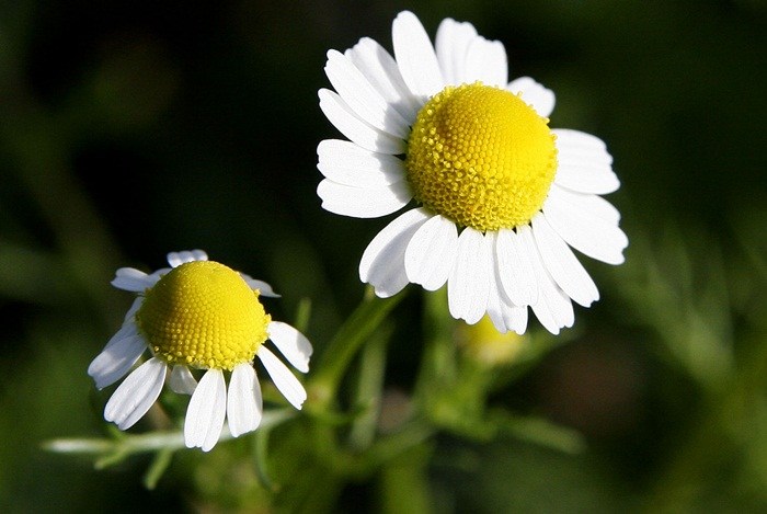 home remedies for eczema - chamomile