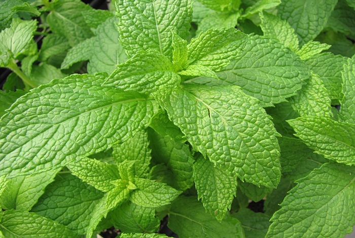 25 Best Natural Home Remedies For High Blood Pressure Control