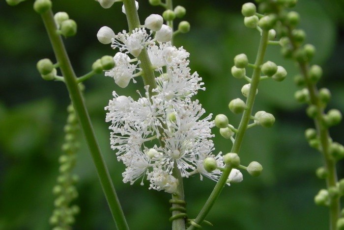 home remedies for abortion - black Cohosh