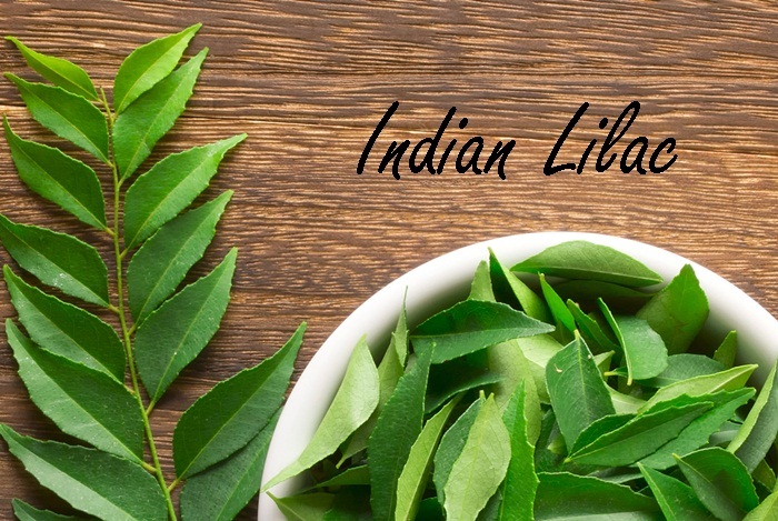 home remedies for boils - indian lilac