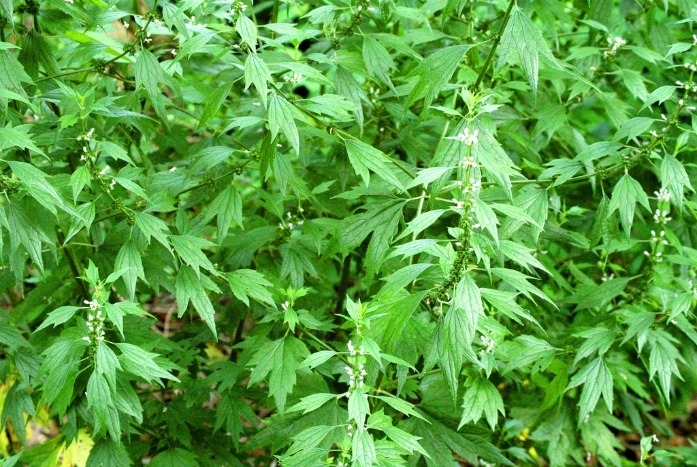 home remedies for hyperthyroidism - motherwort herb