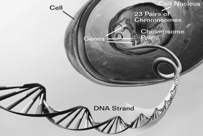 genes behind healthy aging in humans 