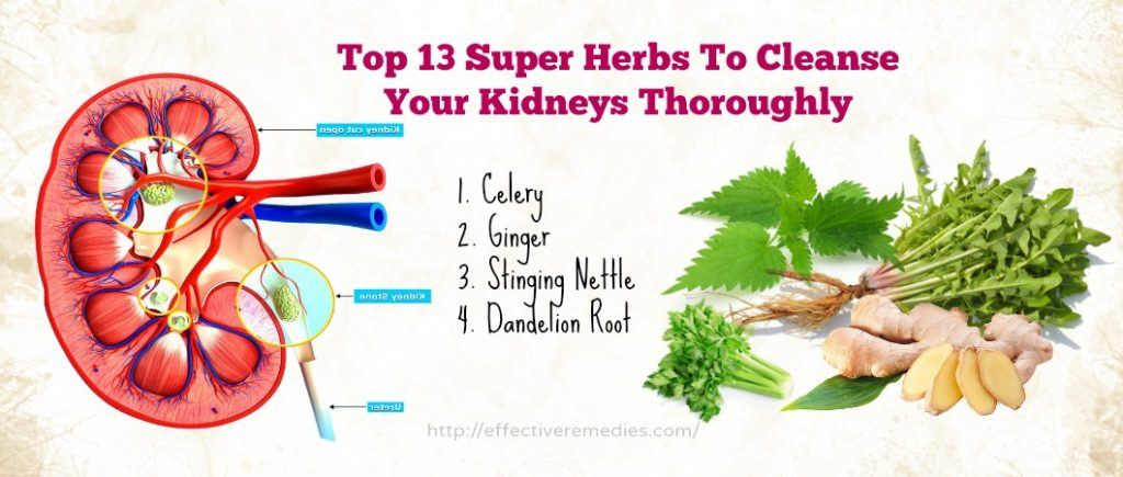 Super herbs to cleanse your kidneys