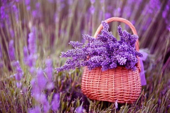 home remedies for depression - lavender