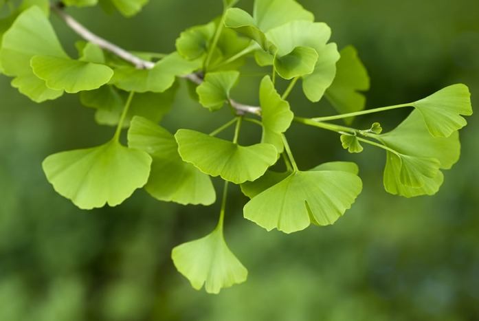 home remedies for depression - ginkgo biloba