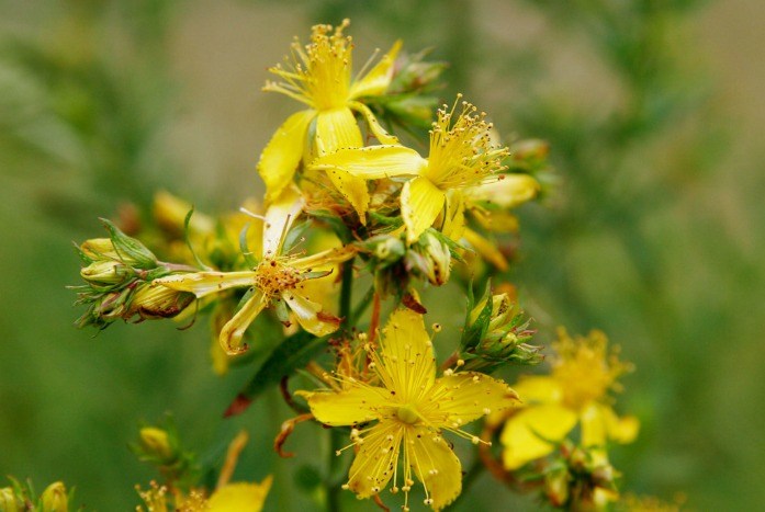 home remedies for depression - st. john’s wort