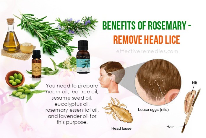 Benefits Of Rosemary 