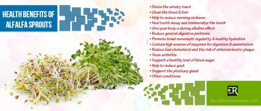 benefits of alfalfa