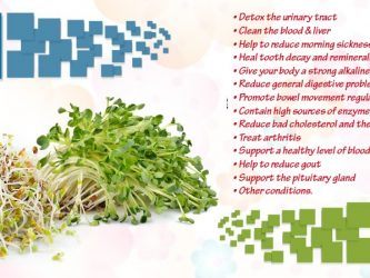 benefits of alfalfa