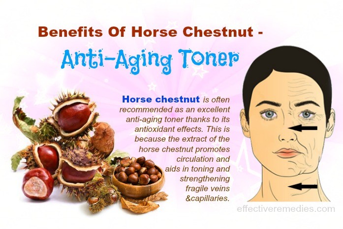 Benefits Of Horse Chestnut 