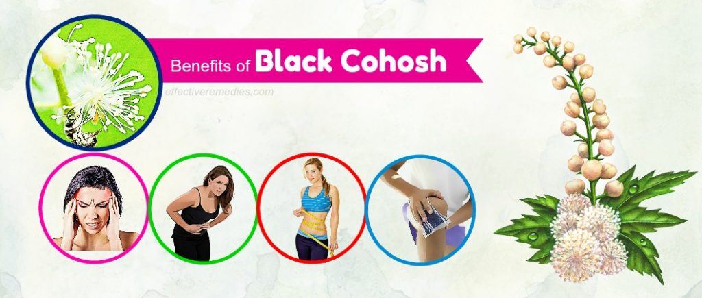 benefits of black cohosh