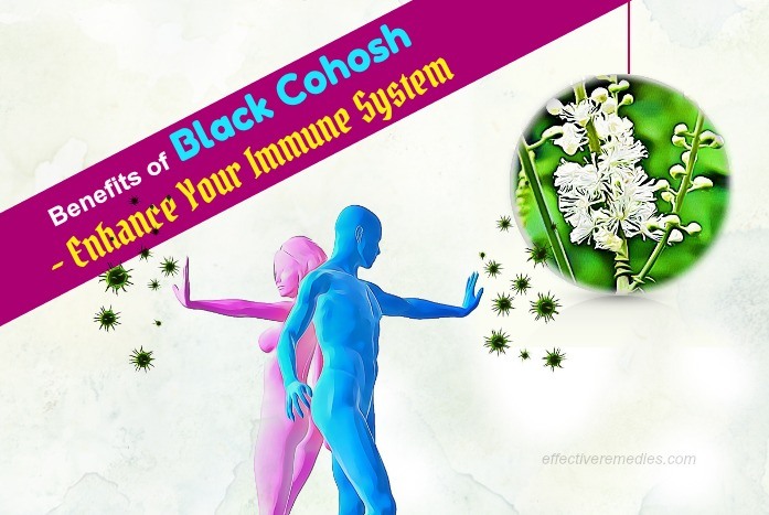 benefits of black cohosh 