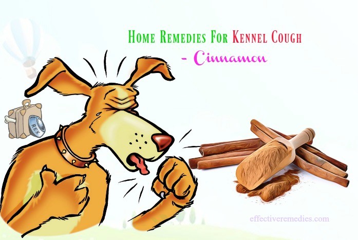 home remedies for kennel cough - cinnamon