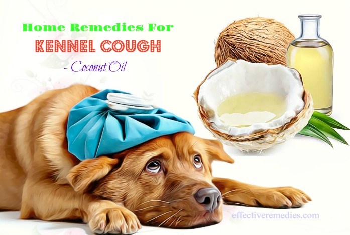 home remedies for kennel cough