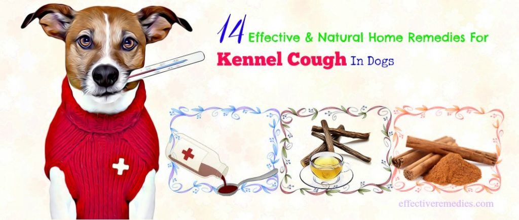 natural home remedies for kennel cough