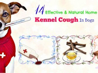 natural home remedies for kennel cough