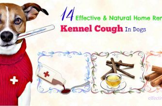 natural home remedies for kennel cough