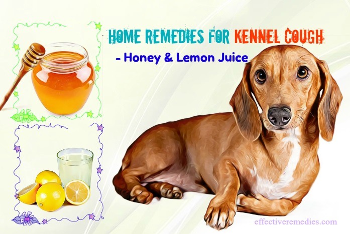 home remedies for kennel cough in dogs - honey & lemon juice