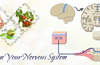 how to strengthen your nervous system naturally