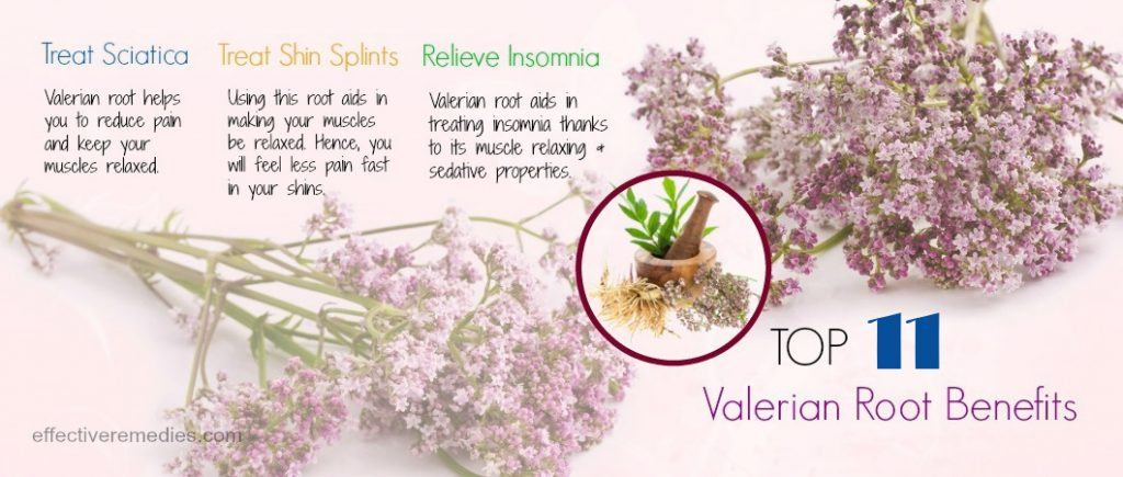 valerian root benefits